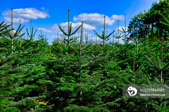 Plantation with Christmas trees (picea abies, Norway spruce), in the Morvan, Burgundy, France.