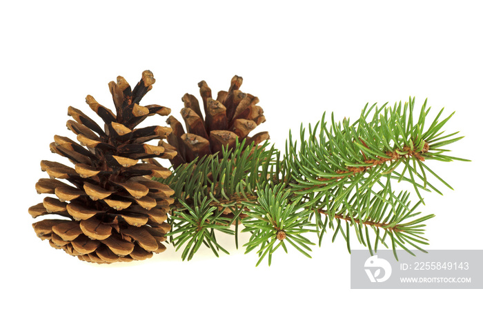 Two pine cones and fir branch on a white background
