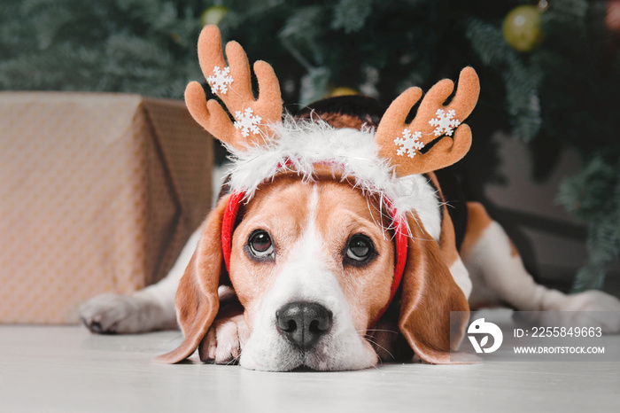 Beautiful beagle dog posing as a reindeer sits near a Christmas tree