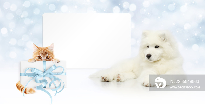 gift card, dog and cat with package on christmas lights background, banner copy space template