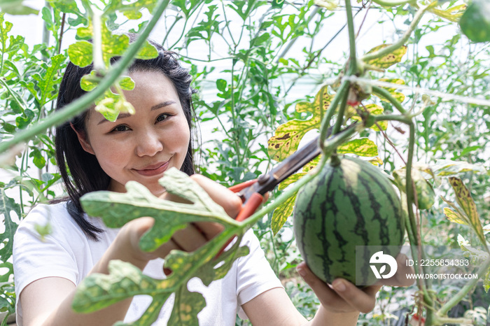 快乐的年轻女人在种植大棚采摘西瓜