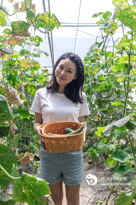 快乐的年轻女人在蔬菜大棚采摘西红柿