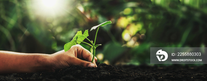 Caring for small green trees in hand