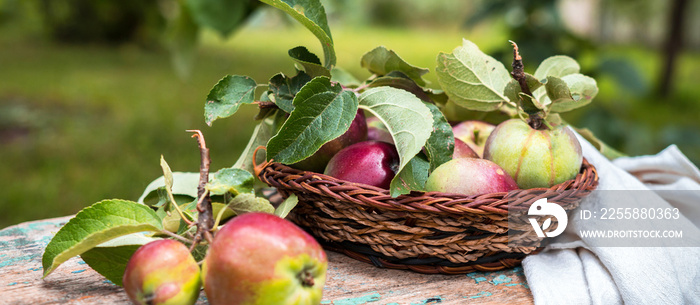Ripe juicy apples in a basket in the garden during the harvest, concept of autumn harvesting, gardening, in the countryside with copy space