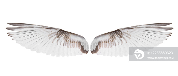 White bird wings on white background.