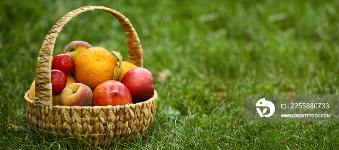 Wicker basket with fresh fruits on green grass outdoors