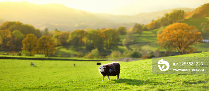 Sheep marked with colorful dye grazing in green pastures. Adult sheep and baby lambs feeding in lush meadows of England.