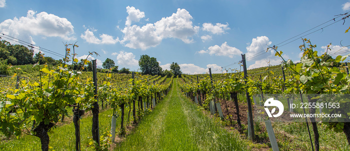 green vineyards rows