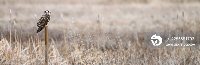 Short-eared owl perched on a wood post in a winter landscape, brown field of dried grasses and cat tails