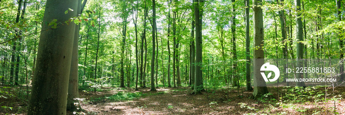 Panoramic view of beech forest in summer. Ternopil region, Ukraine