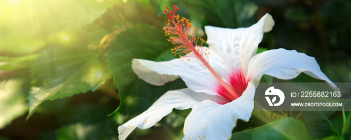 White Hibiscus Flower isolated on green background.