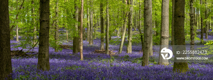 Carpet of bluebells growing in the wild on the forest floor in springtime in Dockey Woods, Buckinghamshire UK.