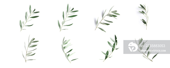 Twigs with fresh green olive leaves on white background, top view