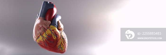 Anatomy of human heart on gray background