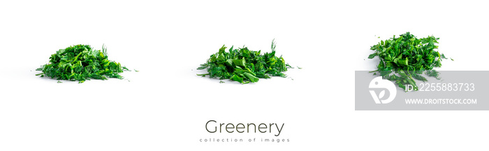 Greenery. Sprigs of curled parsley on a white background. Macro photo.