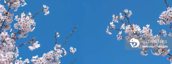 桜の花　横長画像　ワイド画像　バナー画像