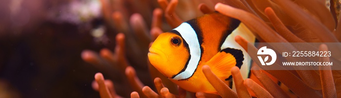 Amphiprion Ocellaris clownfish In marine aquarium. Orange corals in the background. Colorful pattern, texture, wallpaper, panoramic underwater view. Zoology, biology, science, education, zoo