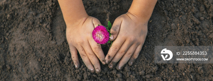 A child in the garden plants a flower. Selective focus.