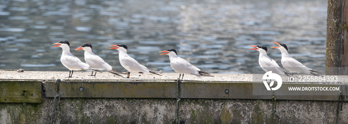 Six caspian terns standing on a dock facing the same direction with their beaks agape in Poulsbo, Washington.