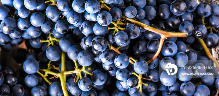 Organic blue grapes background, concept wine,