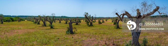 Infested olive trees (bacterium Xylella Fastidiosa), Salento, South Italy