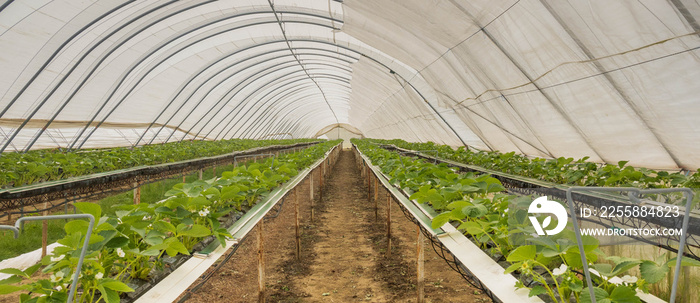 Crops growing inside a poly tunnel on stands for easy harvesting