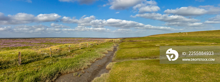 Deichvorland auf der Nordseeinsel Föhr