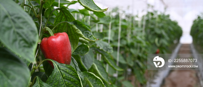 Horizontal photo of growing sweet peppers in a greenhouse .