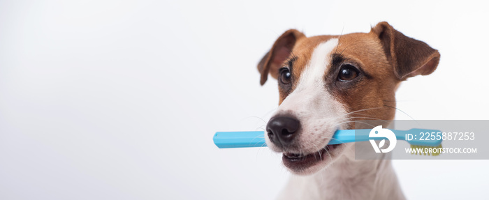 Smart dog jack russell terrier holds a blue toothbrush in his mouth on a white background. Oral hygiene of pets. Wide screen