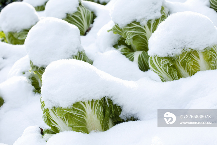 白菜畑に積った雪