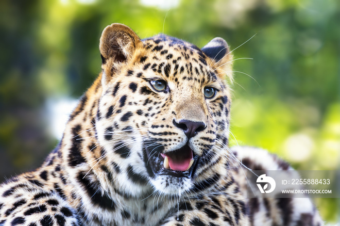 Adult Amur Leopard in sunlight. A species of leopard indigenous to southeastern Russia and northeast China, and  is a critically endangered species