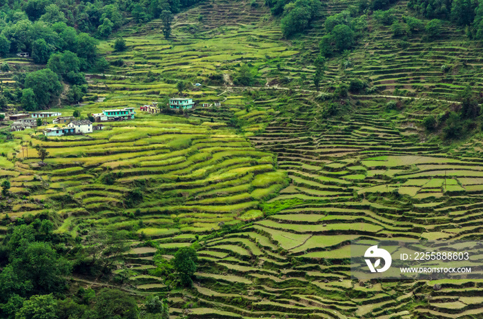 Terrace rice fields near Chopta,Uttarakhand,India