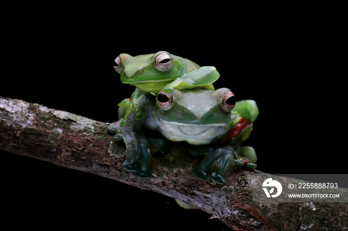 Jade tree frog closeup on green leaves, Indonesian tree frog, Rhacophorus dulitensis or Jade tree frog closeup