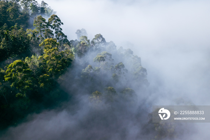 Tropical rainforest in Sri Lanka. Aerial view. Foggy tropical landscape. Tea plantation from above.