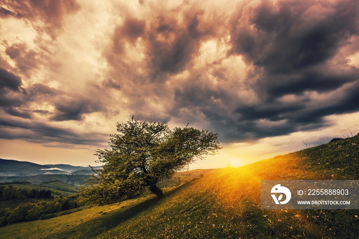 morning summer sunrise image, alone tree on meadow in mountains on background dramatic cloudy sky and first rays of sun, amazing nature landscape, Europe, awesome Carpathian mountains view, Ukraine