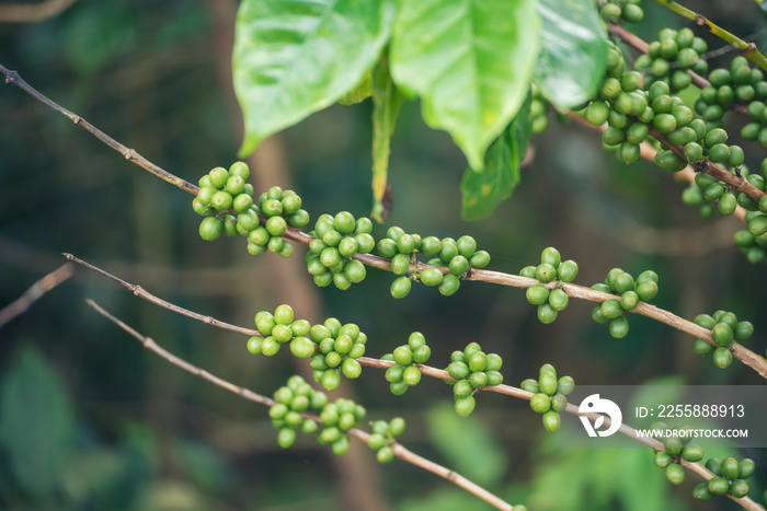 Green coffee bean berry plant with sunlight. Fresh raw seed coffee tree growth in eco organic farm morning time. Close up Green seed berries arabica coffee garden. Fresh coffee bean green leaf plant