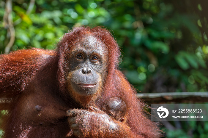 Female orangutan with her baby in the rainforest of island Borneo, Malaysia, close up