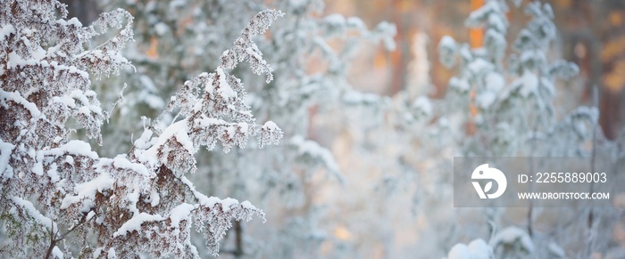 Juniper, spruce and pine trees at sunset. Coniferous forest after a blizzard. Sun rays glowing through the tree trunks. Winter wonderland. Finland