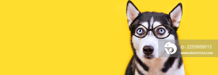 Cute husky dog in glasses looking up.