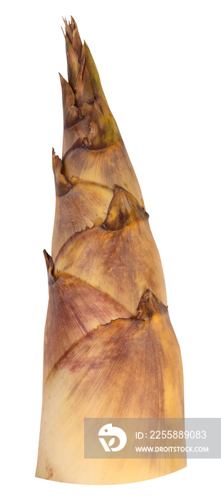 Bamboo shoot