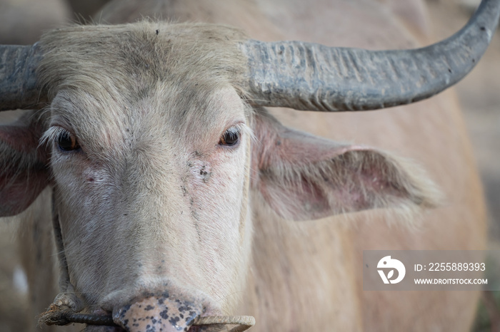 Head white asia buffalo. close up head white buffalo. Animal concept