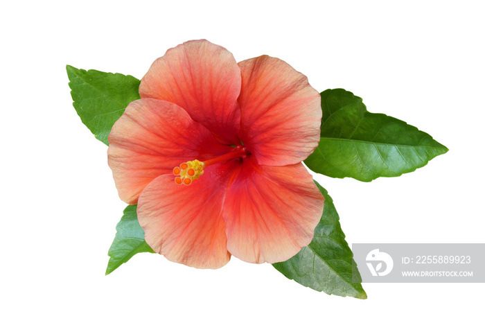 Red hibiscus on white background