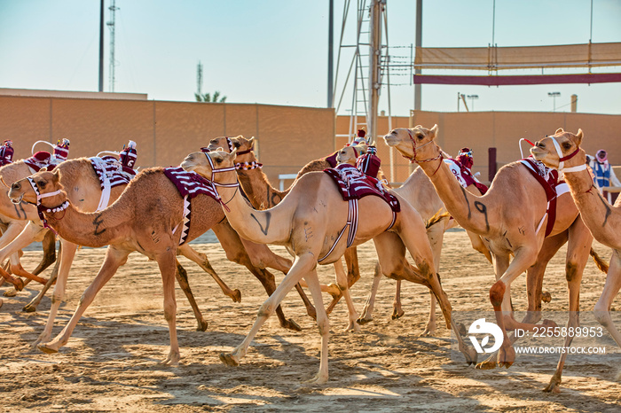 traditional camel dromadery race Ash-Shahaniyah Qatar