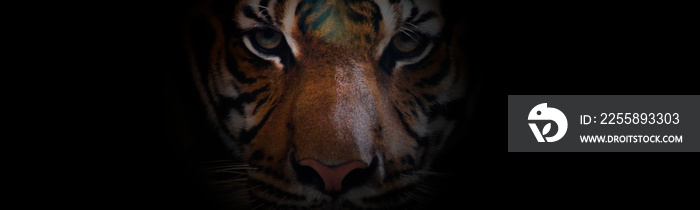 Close up of  a face bengal tiger.