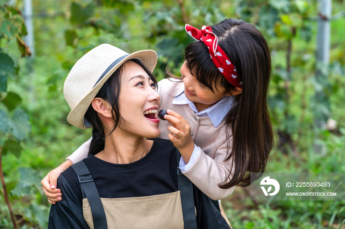 快乐的母女在果园采摘葡萄