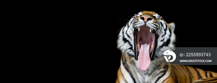 Tiger with a black background