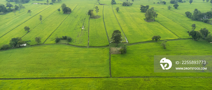 top view of the rice field.drone footage.Green ricefield texture background. Top view from drone.focus selection.