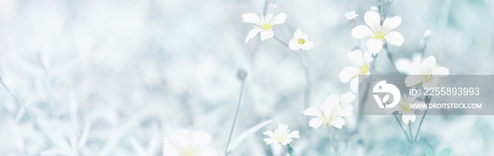 White small flowers panoramic border, banner, wedding romantic background. Flat lay.