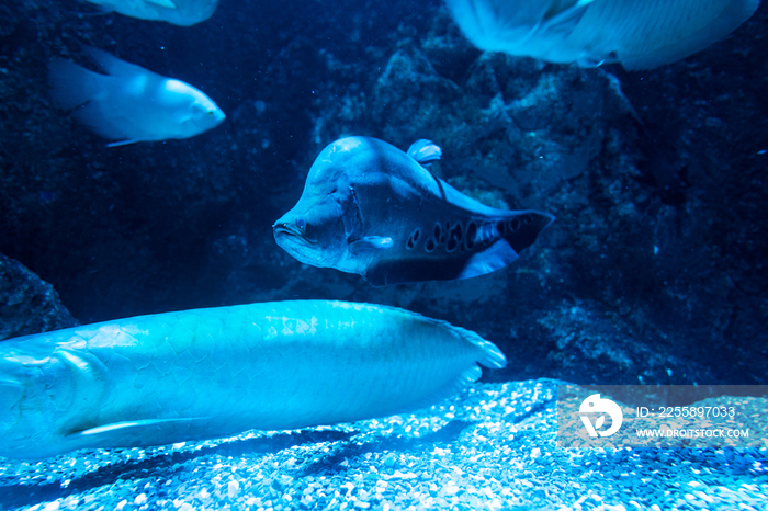 水族馆里的鱼