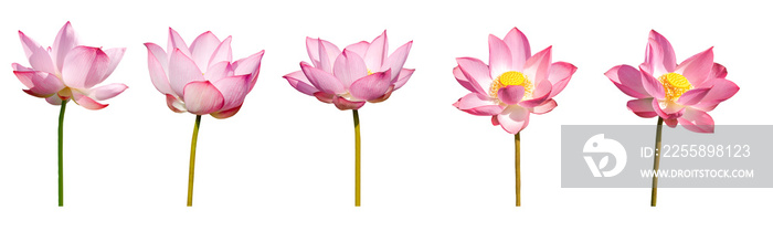 Lotus flower collections isolated on white background. File contains with clipping path.